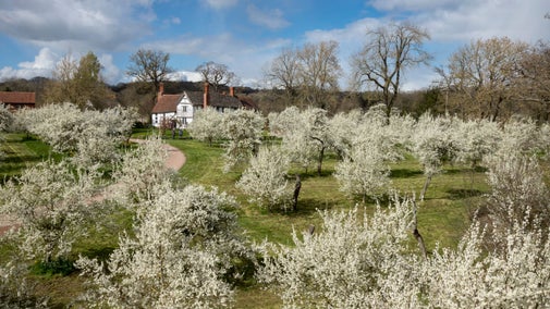 Spring blossom on the damson trees at Brockhampton, Herefordshire with house in the distance